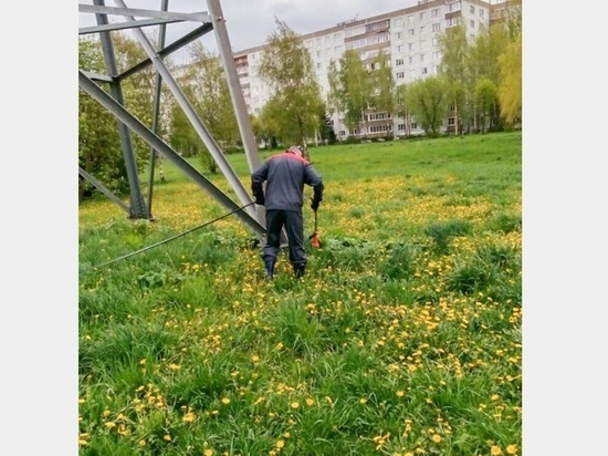 В Смоленске началась борьба с опасным растением